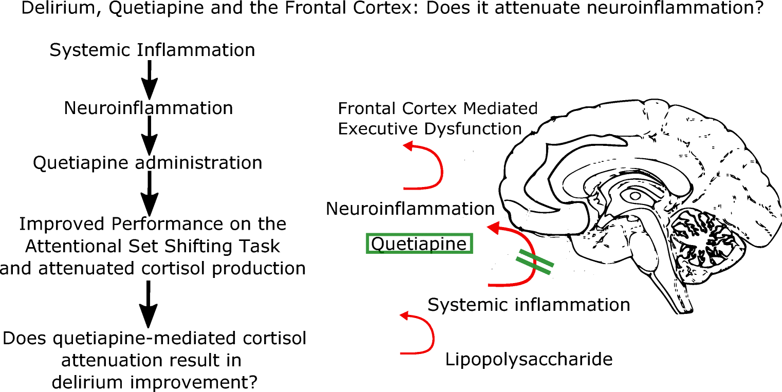 In a Model of Neuroinflammation Designed to Mimic Delirium, Quetiapine ...