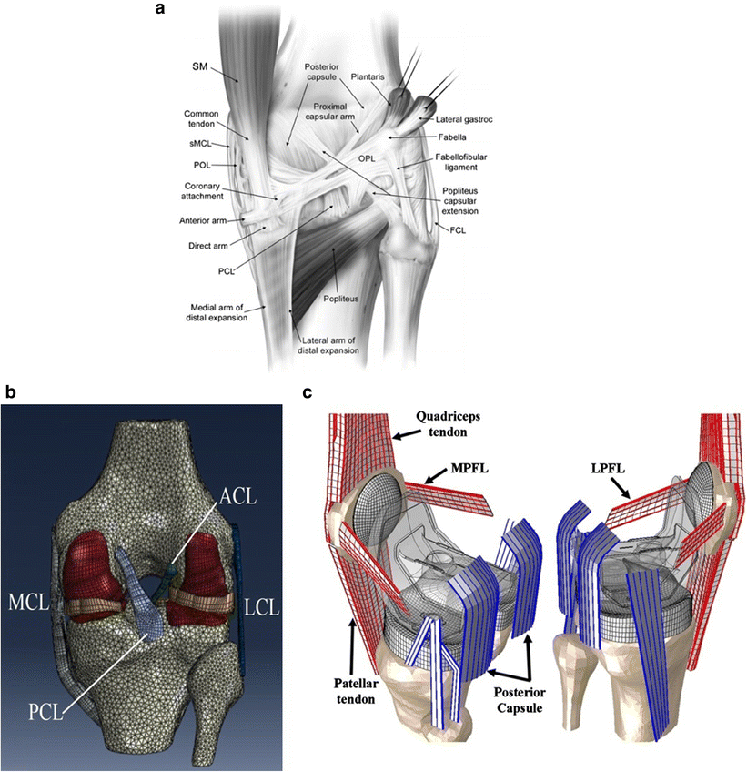 The peripheral soft tissues should not be ignored in the finite element ...