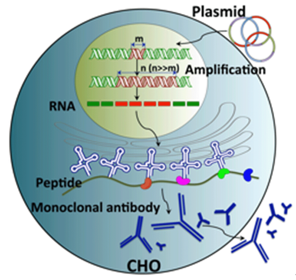 Highlevel expression of IgG1 by CHO K1 platform SpringerLink