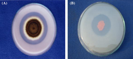 Growth stimulation and management of diseases of ornamental plants