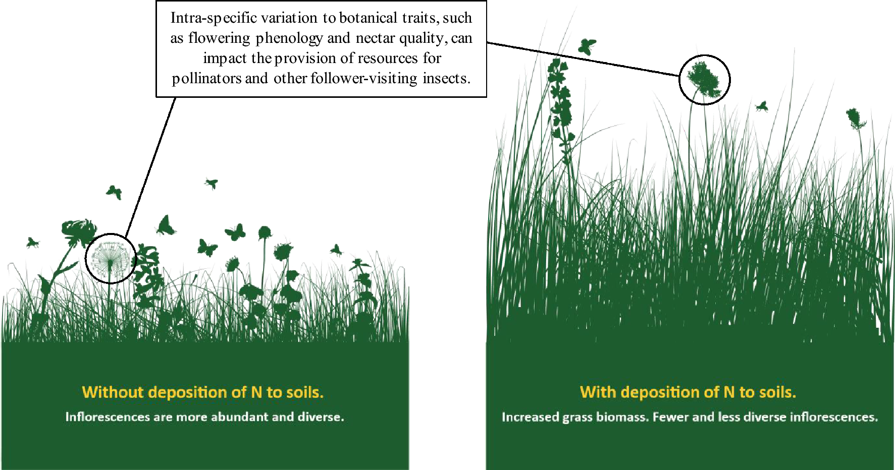 Understanding how changing soil nitrogen affects plantpollinator