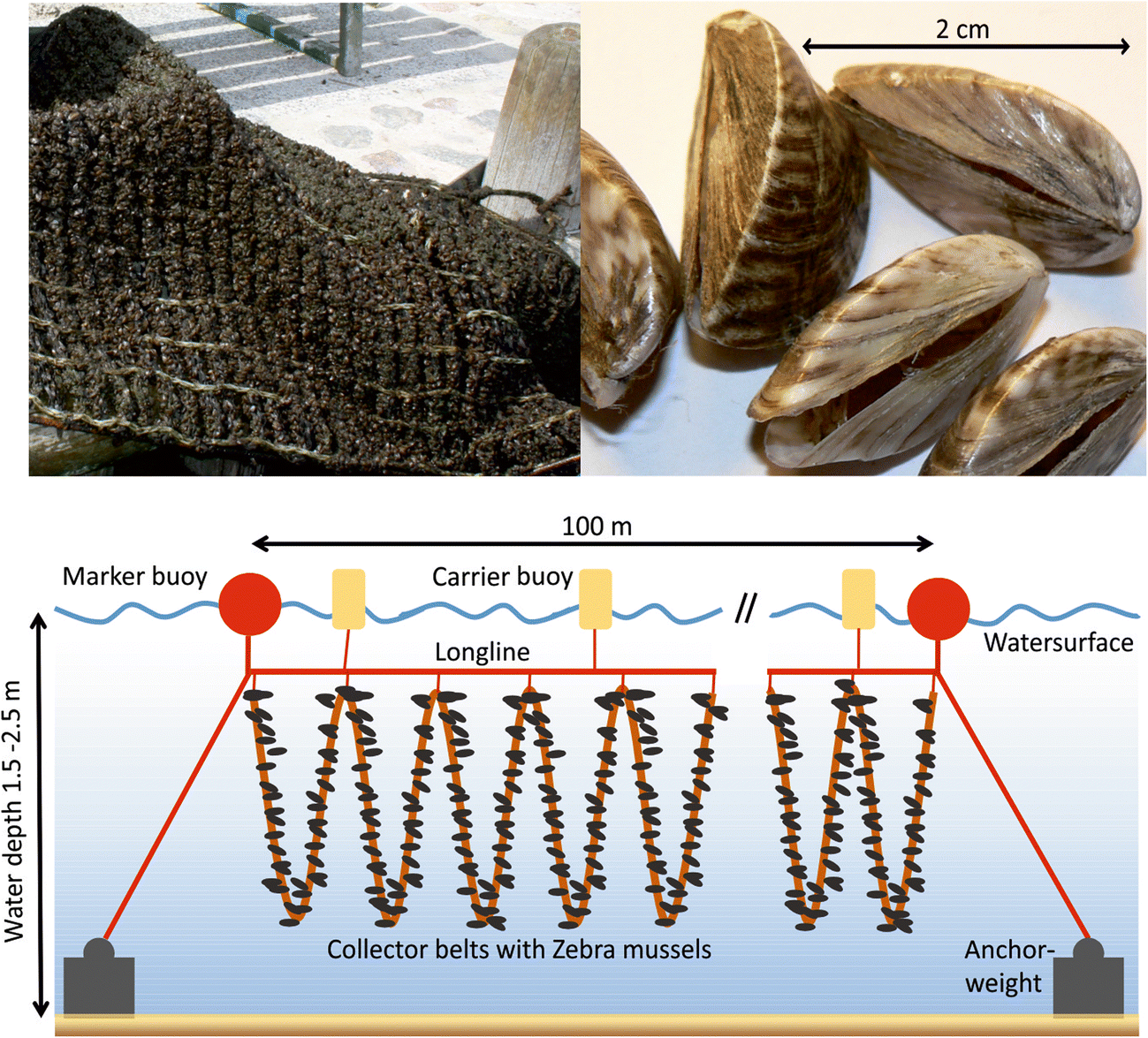 Ecologicalsocialeconomic assessment of zebramussel cultivation scenarios for the Oder