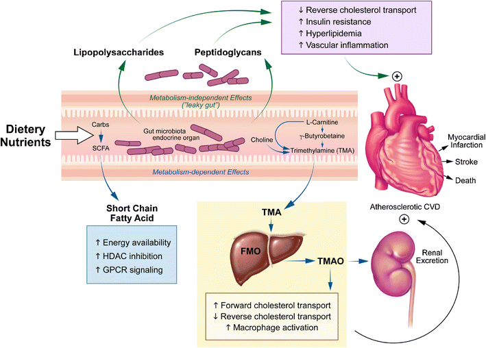 Listening to Our Gut: Contribution of Gut Microbiota and Cardiovascular