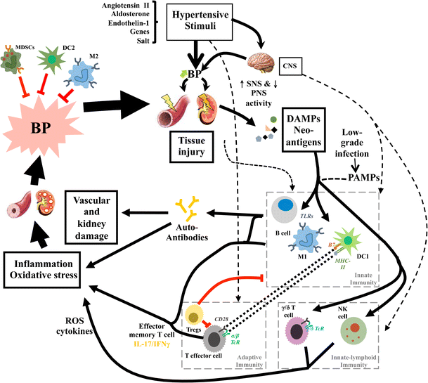 Role of Inflammation and Immunity in Hypertension: Recent ...