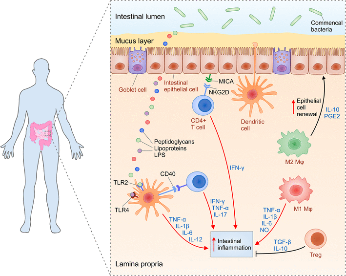 Molecular and Cellular Mechanisms Involved in Mesenchymal Stem Cell
