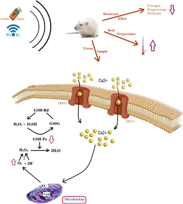 Longterm exposure to radiation from mobile phones and