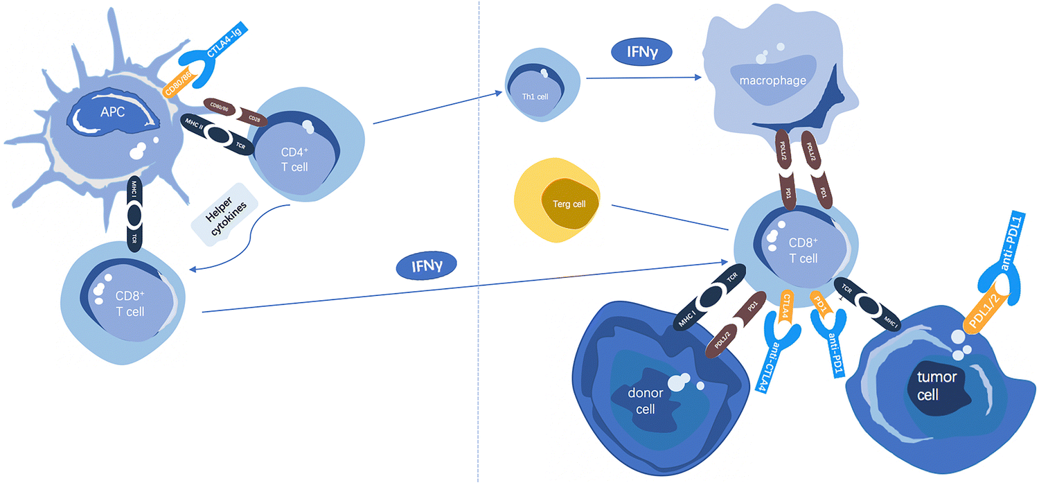 Liver graft rejection following immune checkpoint inhibitors treatment