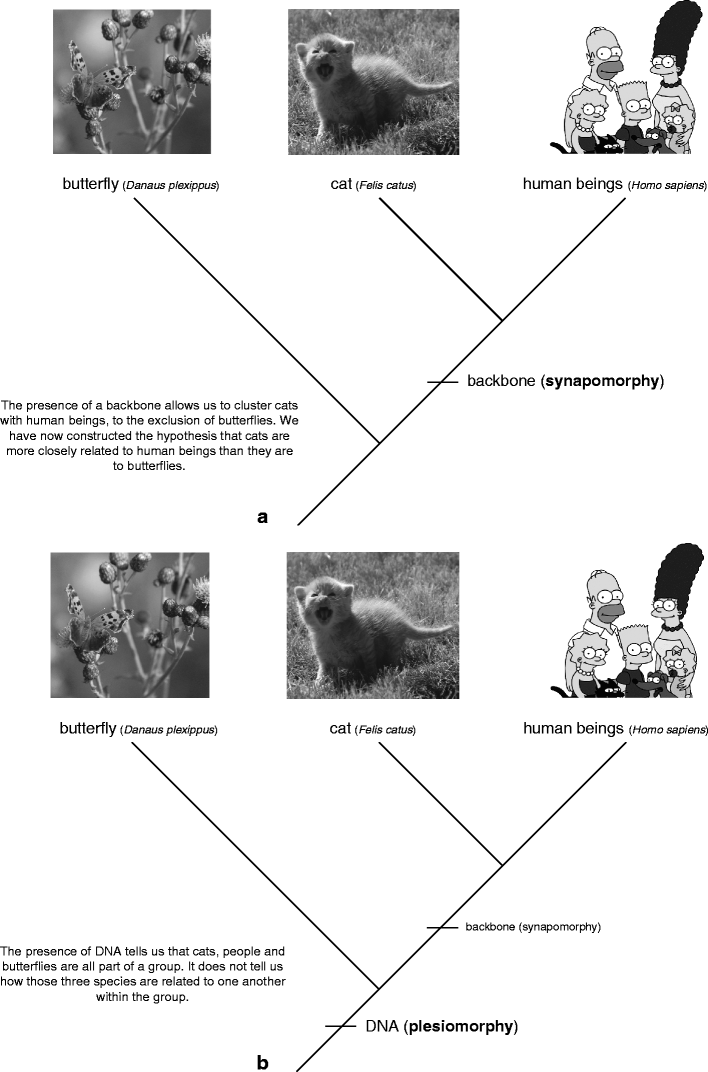How to Read a Phylogenetic Tree | SpringerLink