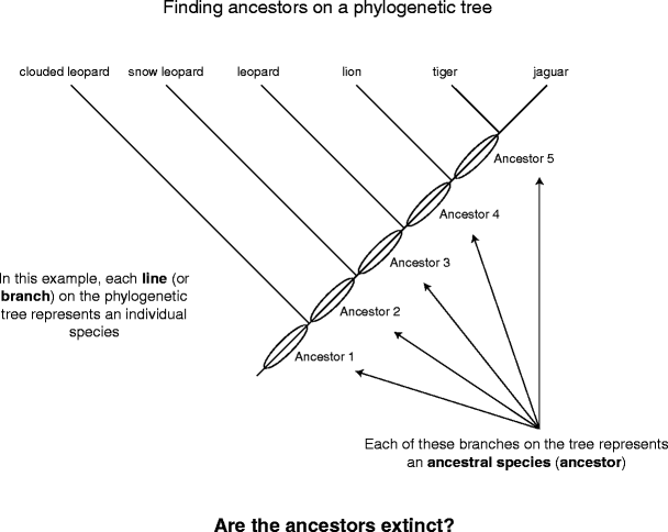 how to understand phylogenetic trees
