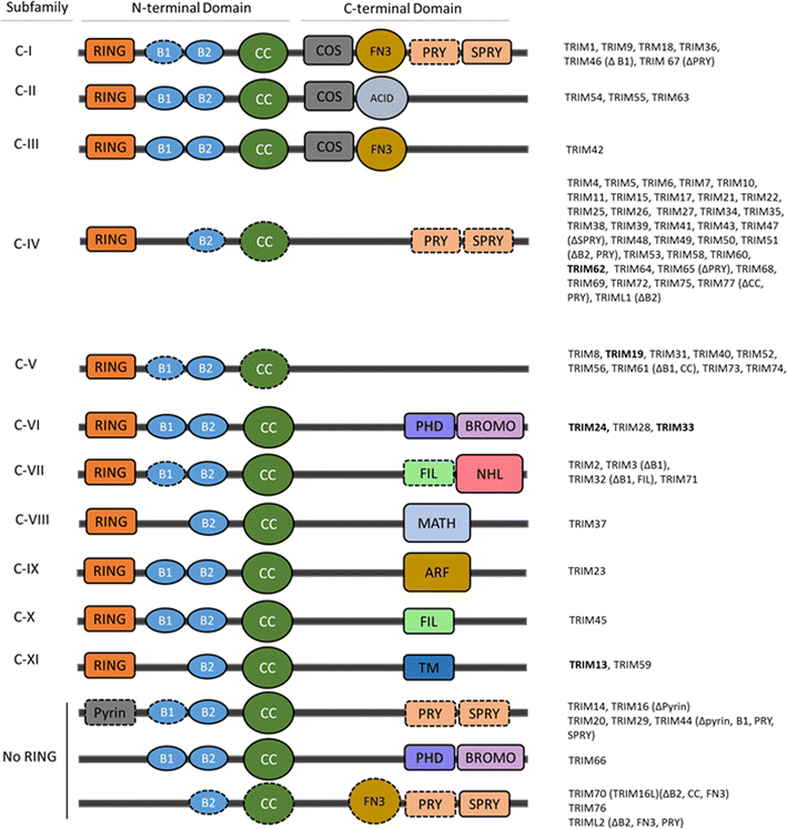 TRIM proteins in blood cancers SpringerLink