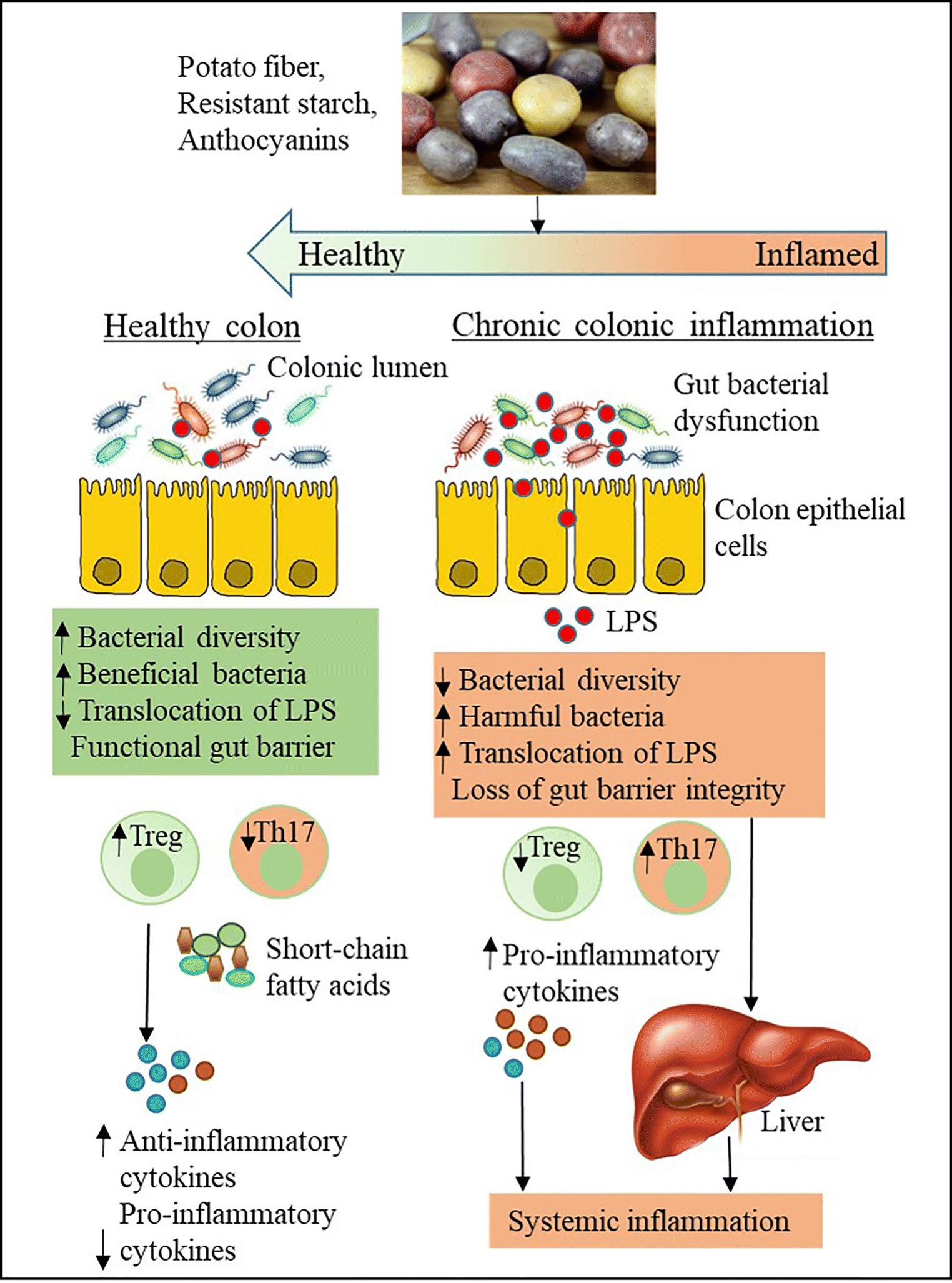 Potato an AntiInflammatory Food SpringerLink