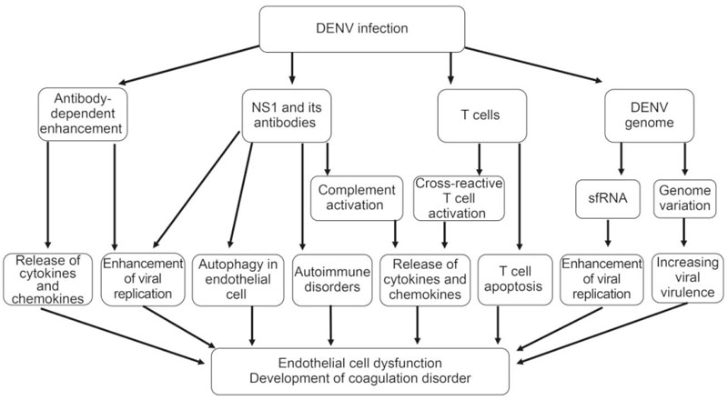 Progress towards understanding the pathogenesis of dengue ...
