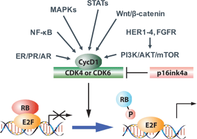 CDK4/6 inhibition in luminal breast cancer | SpringerLink