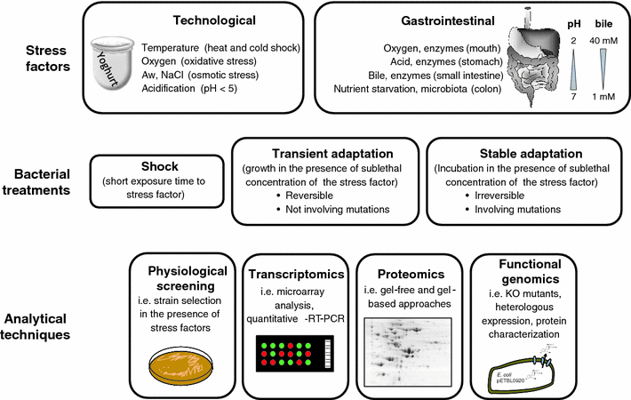 How do bifidobacteria counteract environmental challenges? Mechanisms