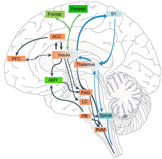 Insular Cortex is Critical for the Perception, Modulation, and ...