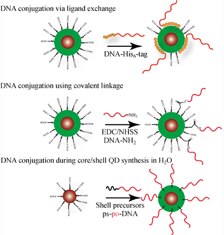 A perspective on functionalizing colloidal quantum dots with DNA ...