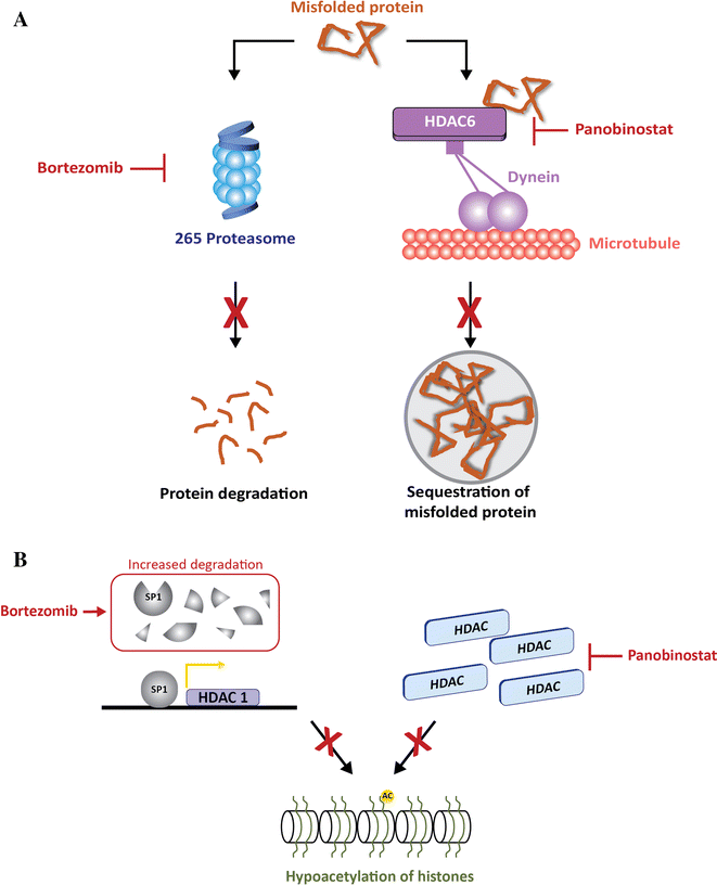 The Role of Panobinostat Plus Bortezomib and Dexamethasone