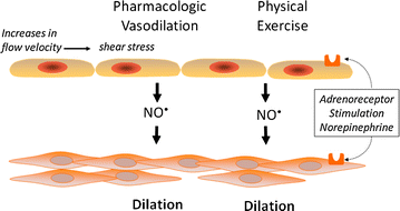 Anatomy and physiology of coronary blood flow | SpringerLink