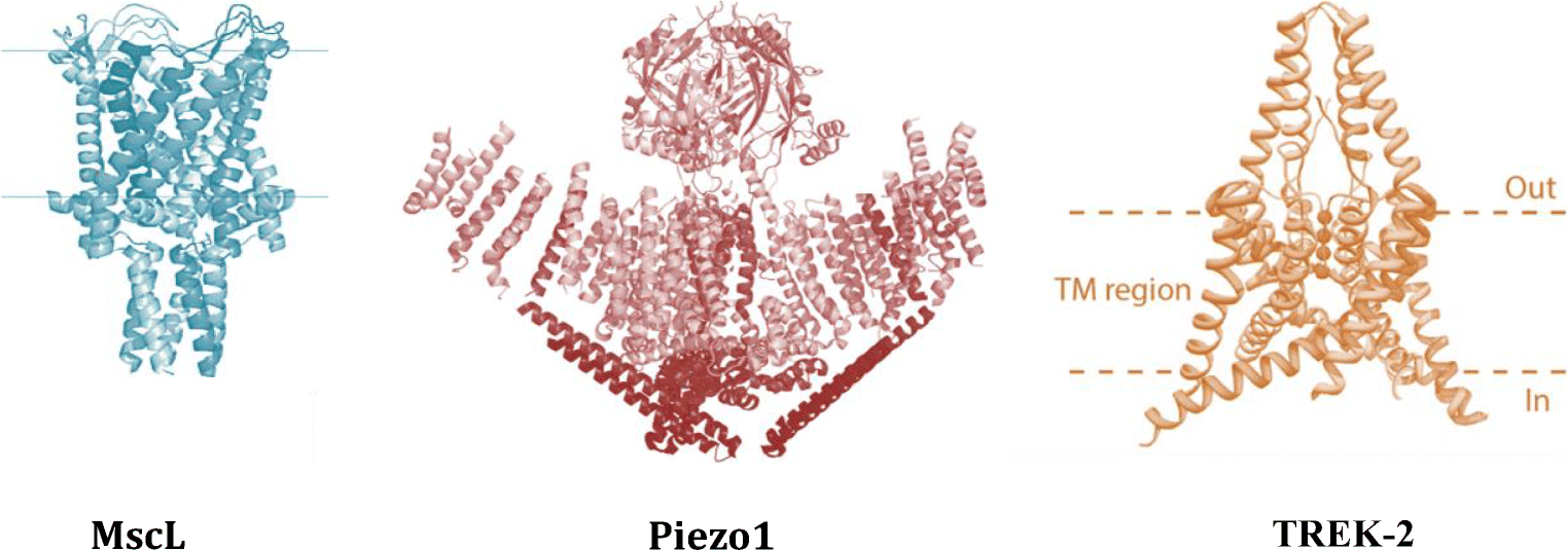 Piezo1 Mechanosensitive Channels: What Are They And Why Are They ...