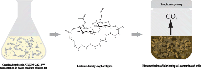 Sophorolipids Production by Candida bombicola ATCC 22214 and Its ...