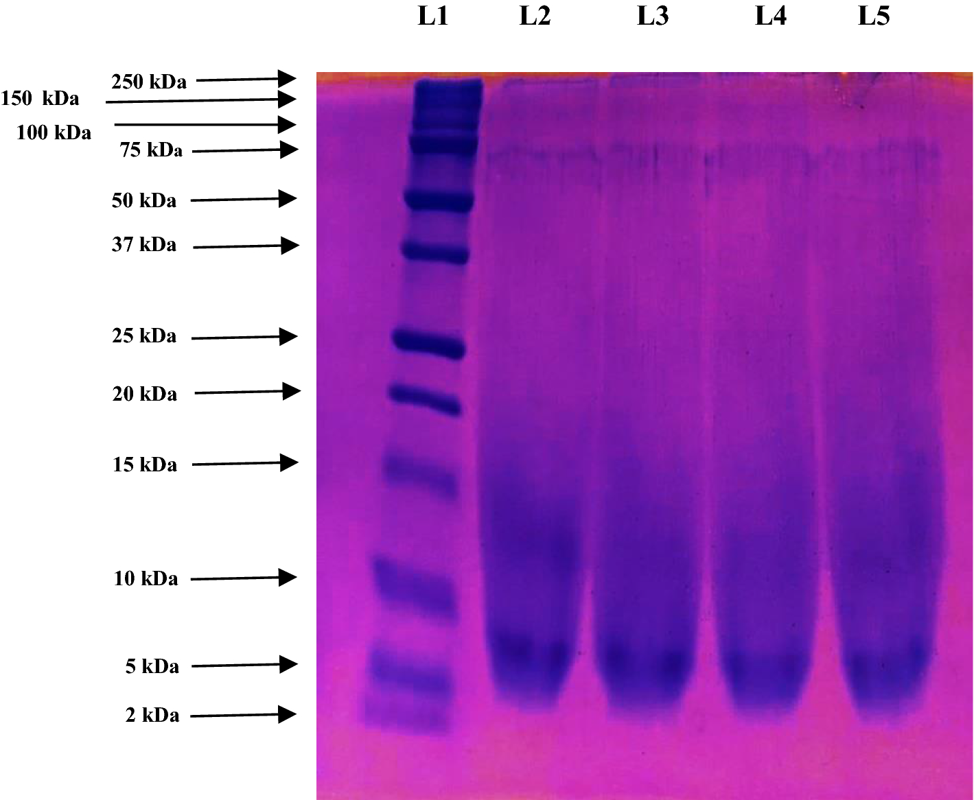 Established method of chondroitin sulphate extraction from buffalo