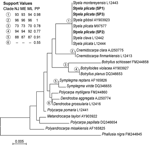 😊 Digestive system of herdmania. Eight important parts of digestive