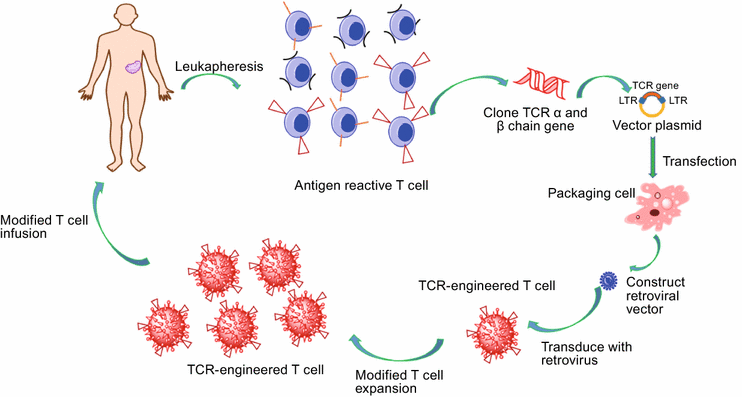 Tcell receptorengineered T cells for cancer treatment