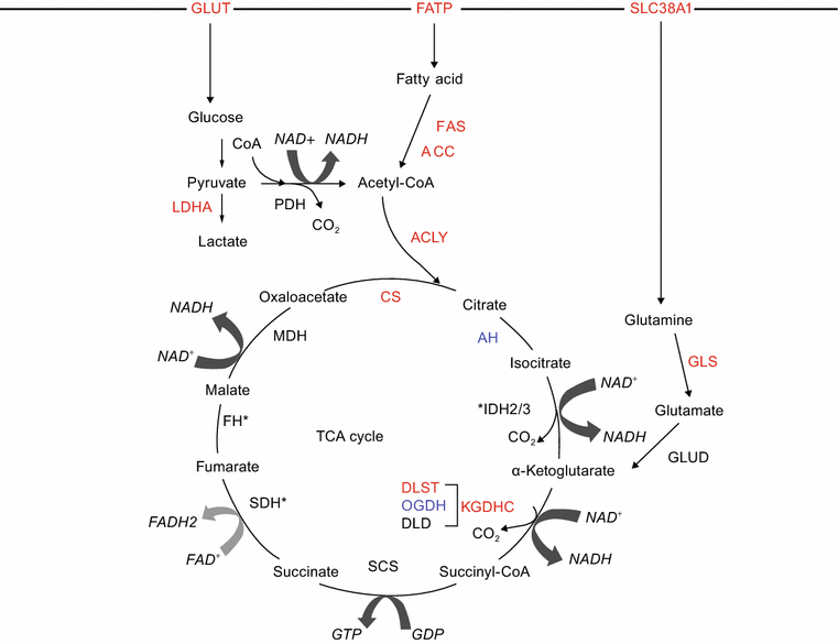 The emerging role and targetability of the TCA cycle in cancer ...