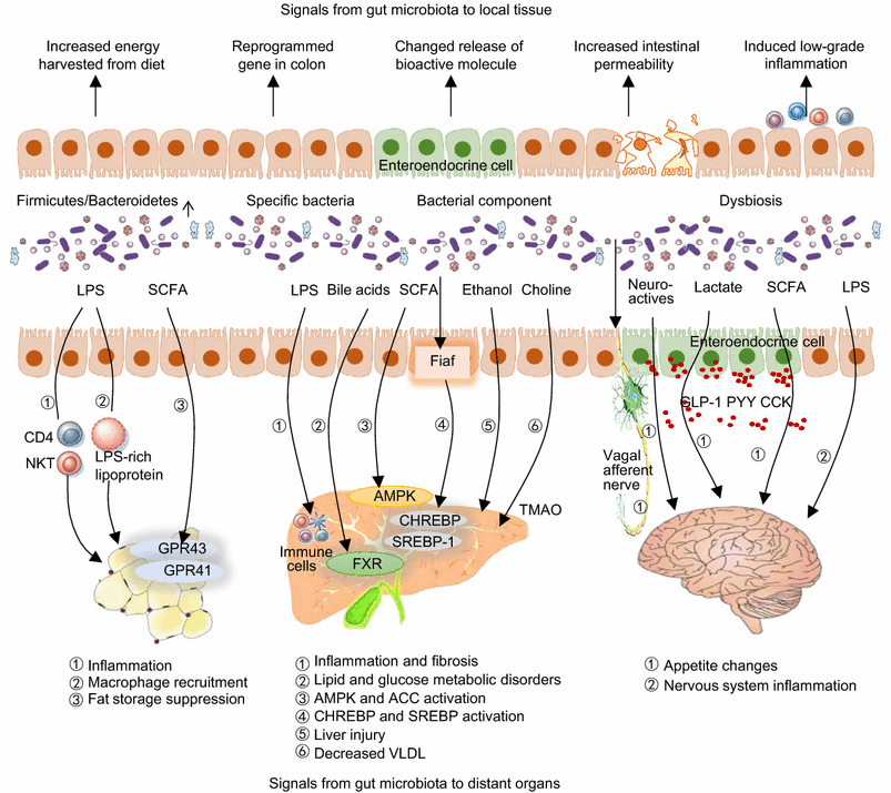 Insights into the role of gut microbiota in obesity: pathogenesis