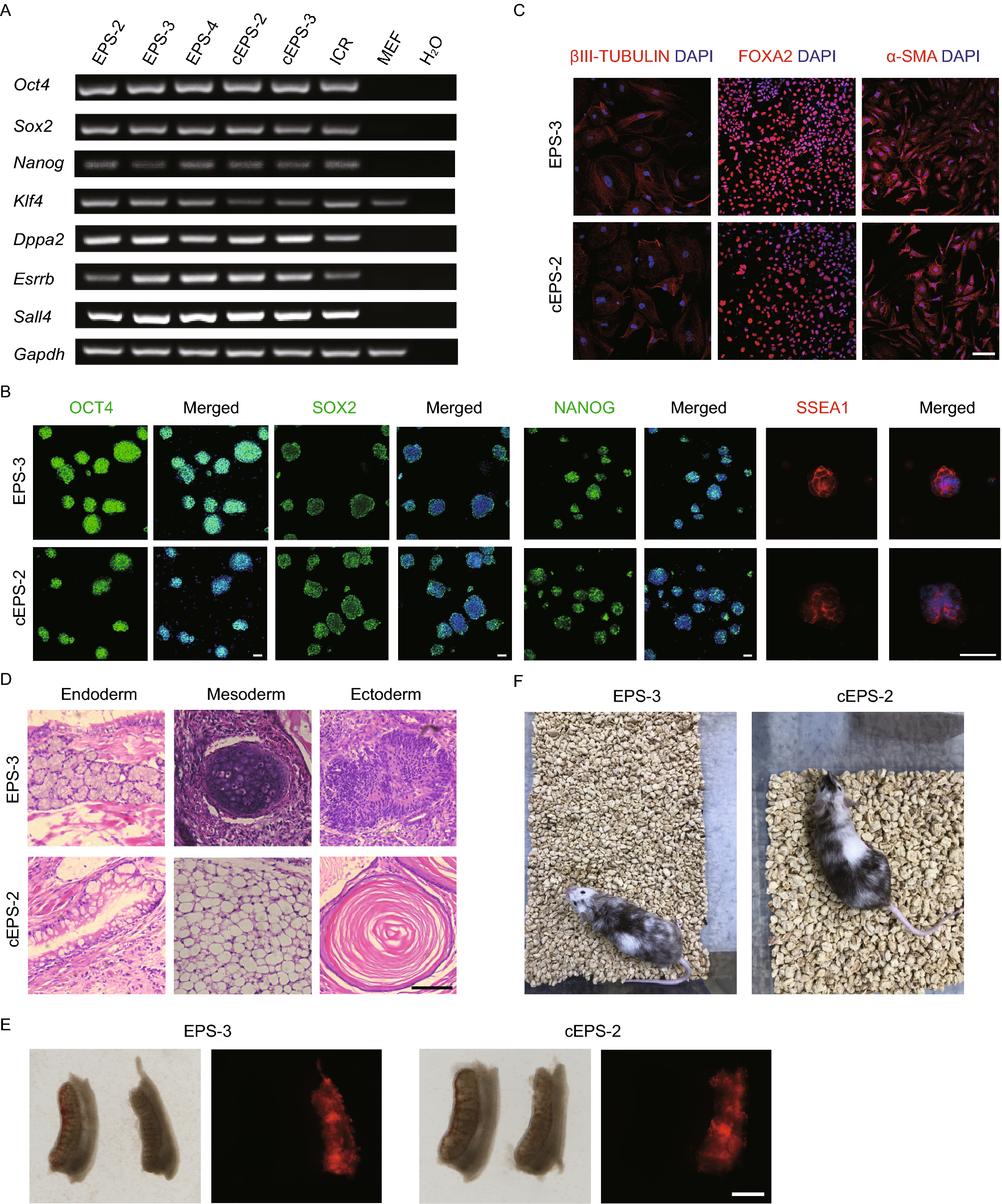 Efficient derivation of extended pluripotent stem cells from NOD- scid ...