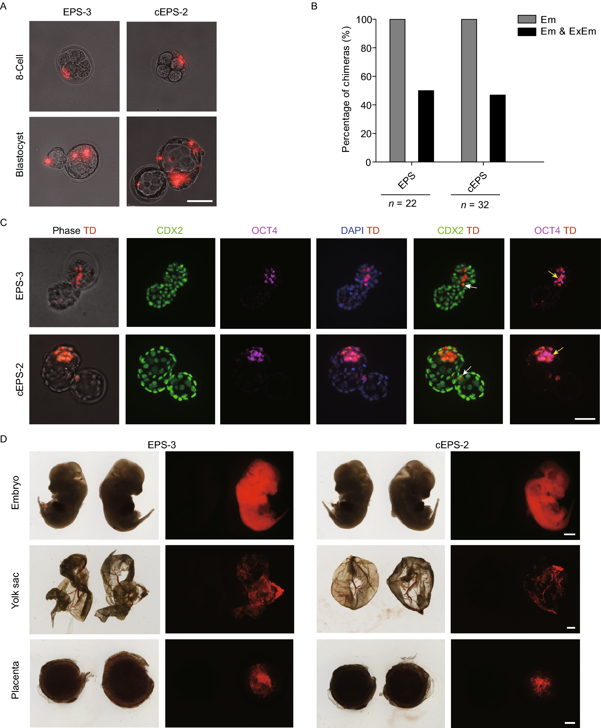 Efficient derivation of extended pluripotent stem cells from NOD- scid ...