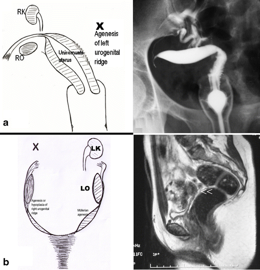 Diagnostic imaging and cataloguing of female genital ...