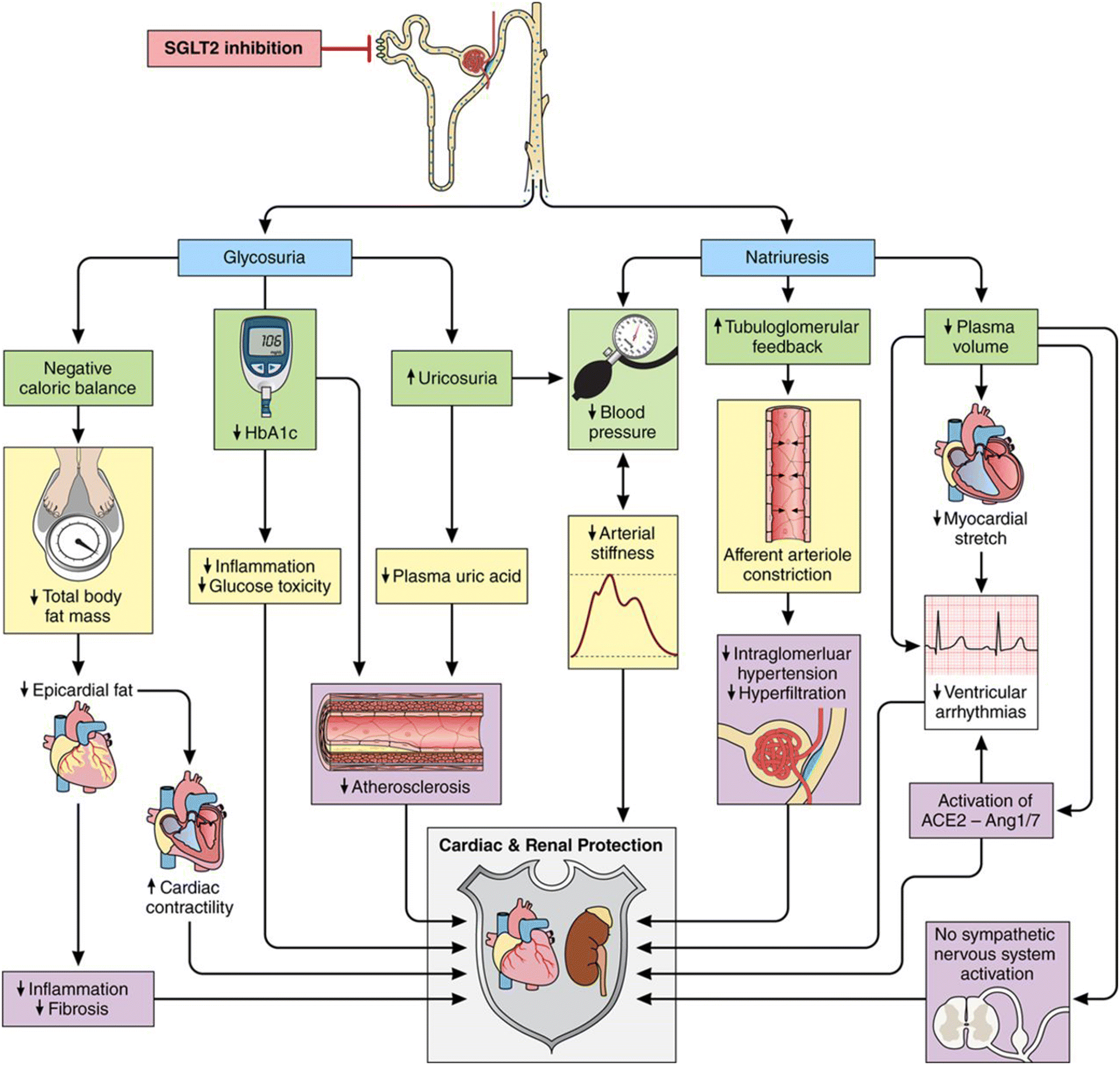 Sglt2 Examples SGLT2 Inhibitors: Cardiovascular Benefits Beyond HbA1c—Translating ...
