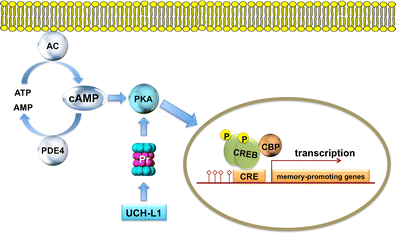 CREB CREB JapaneseClass.jp