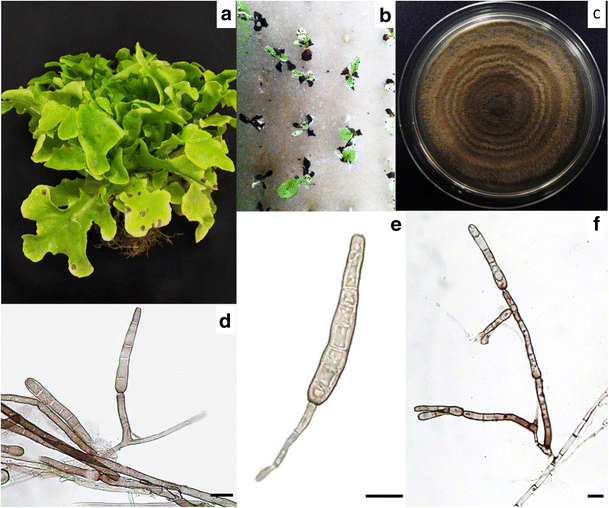 Corynespora cassiicola causes leaf spot disease on lettuce ( Lactuca