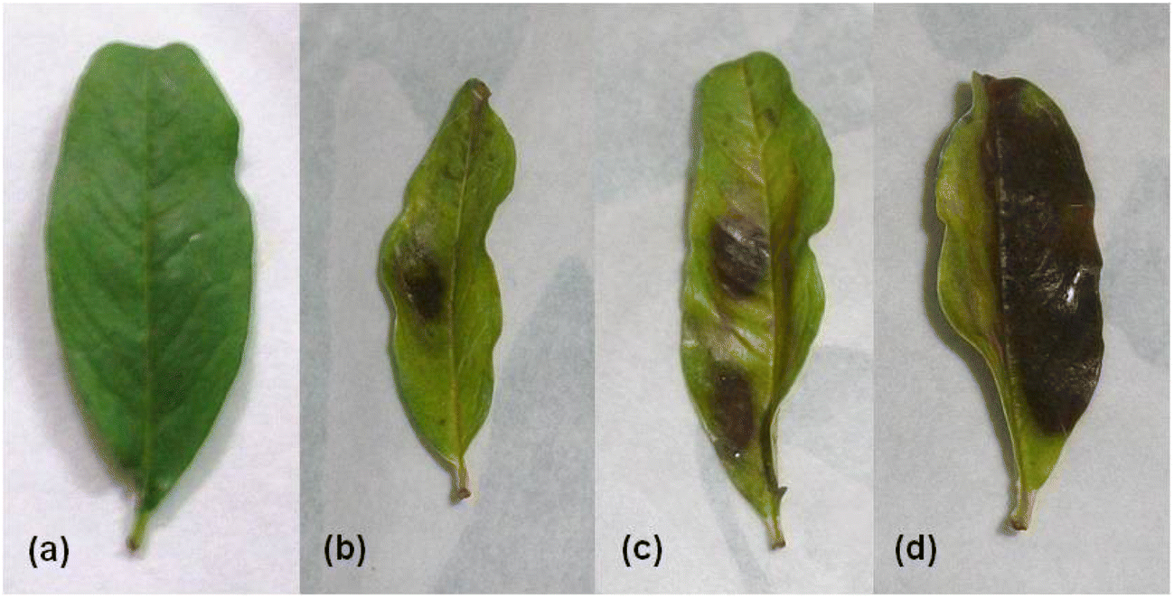 bacterial blight of pomegranate