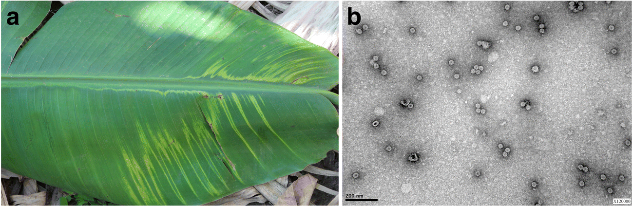 Cucumber mosaic virus infecting 'Cavendish' banana in ...