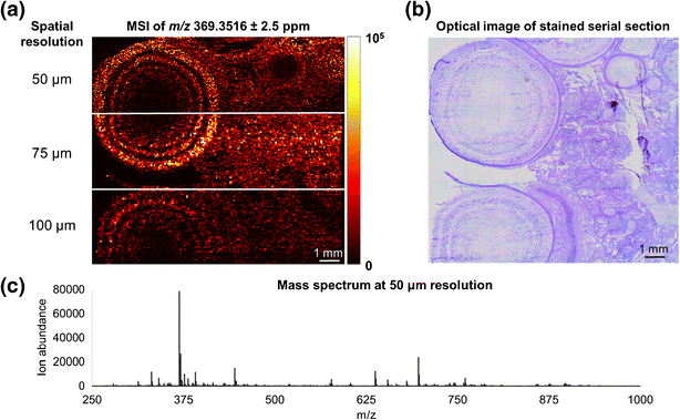 IR-MALDESI Mass Spectrometry Imaging at 50 Micron Spatial Resolution ...