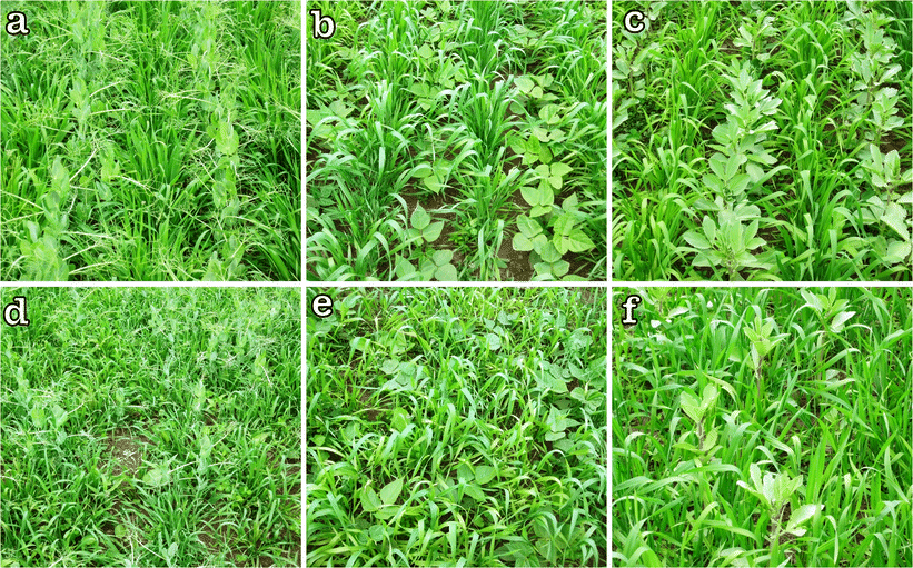 Belowground nitrogen transfer from legumes to non-legumes under managed ...