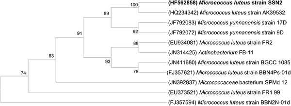 Micrococcus luteus petri dish image