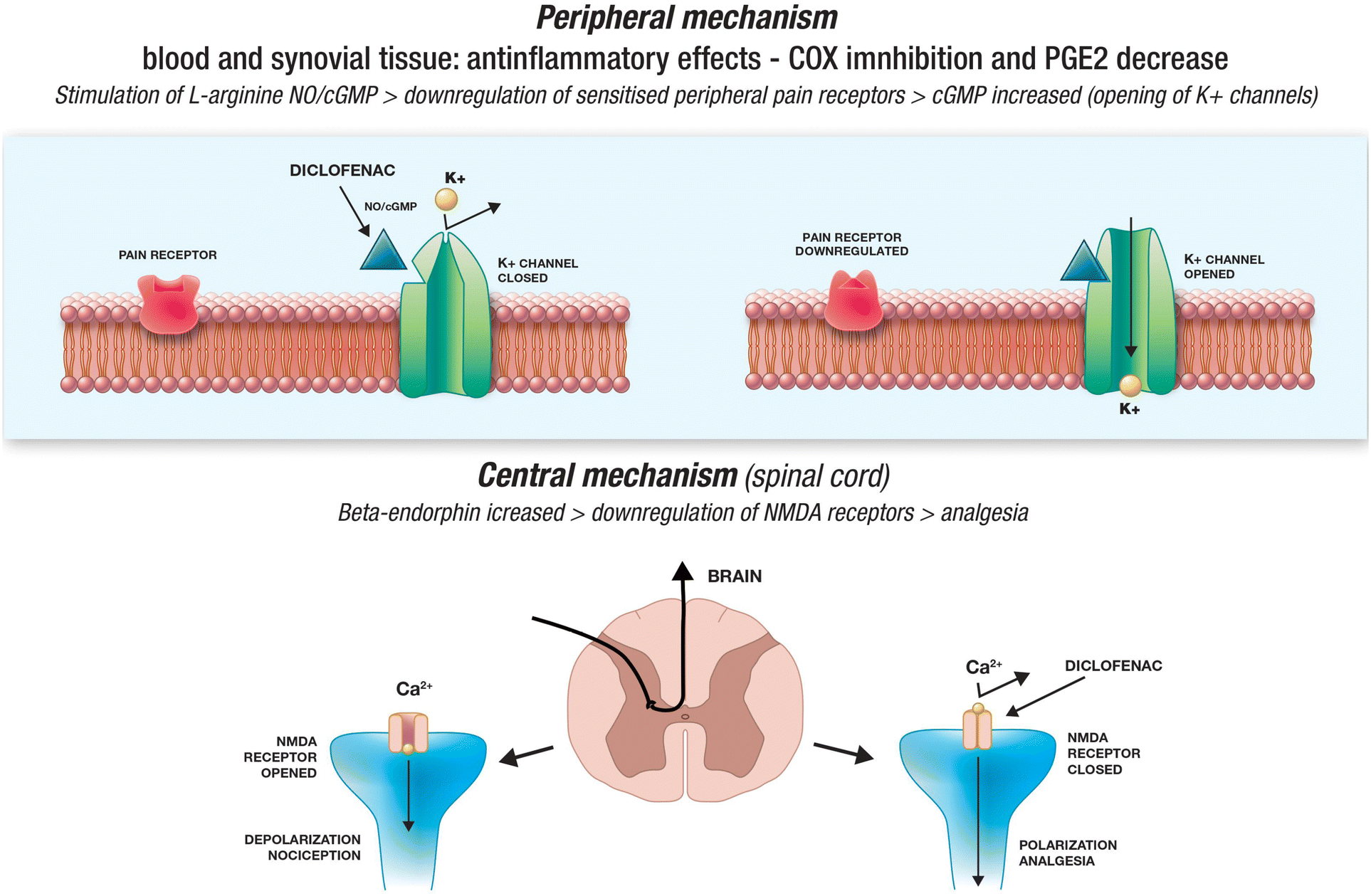 A Review of Chronic Musculoskeletal Pain: Central and Peripheral