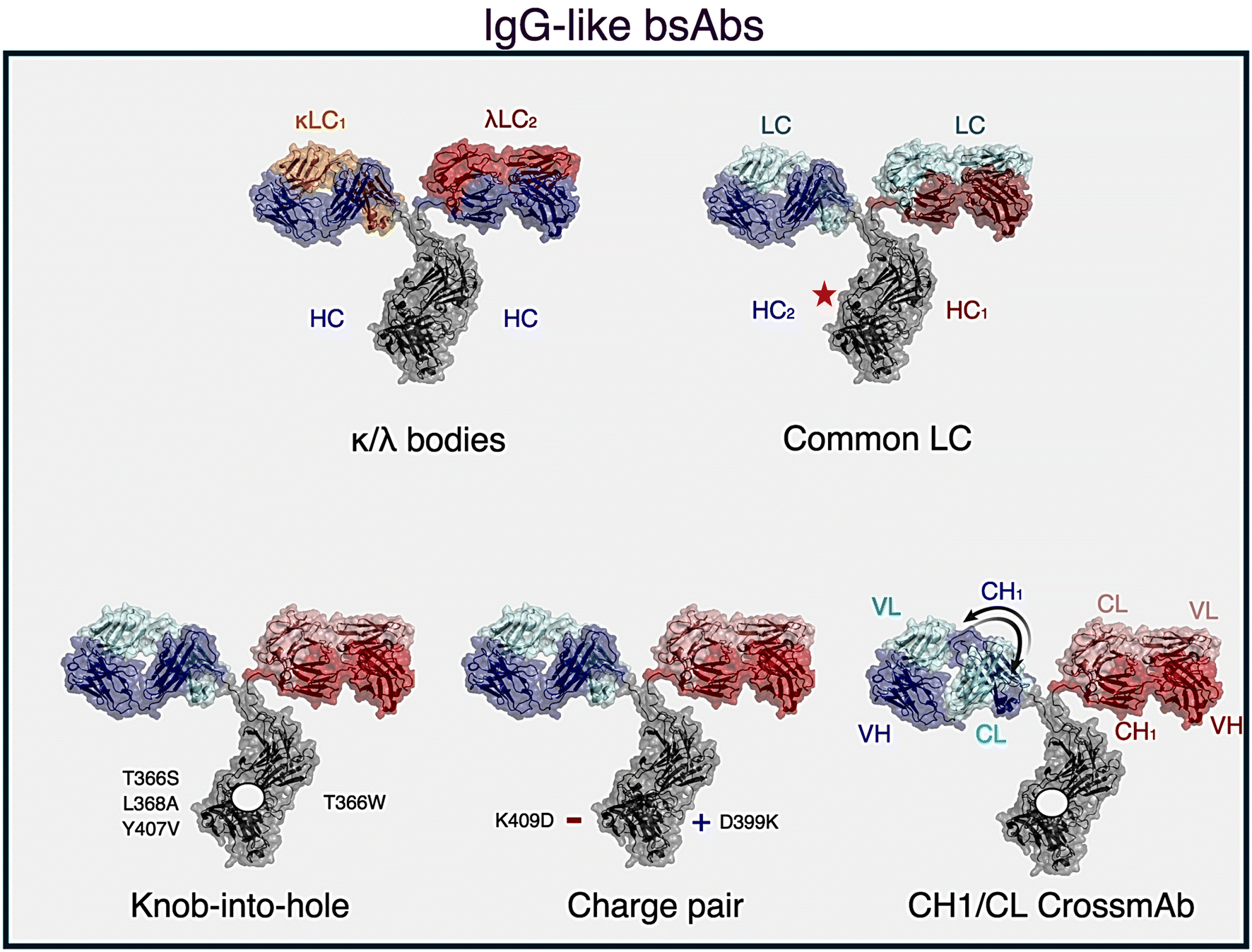 Expanding The Boundaries Of Biotherapeutics With Bispecific Antibodies 