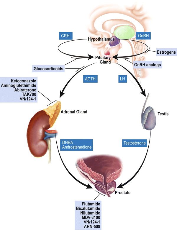 Optimal Pharmacotherapeutic Management of Hormone