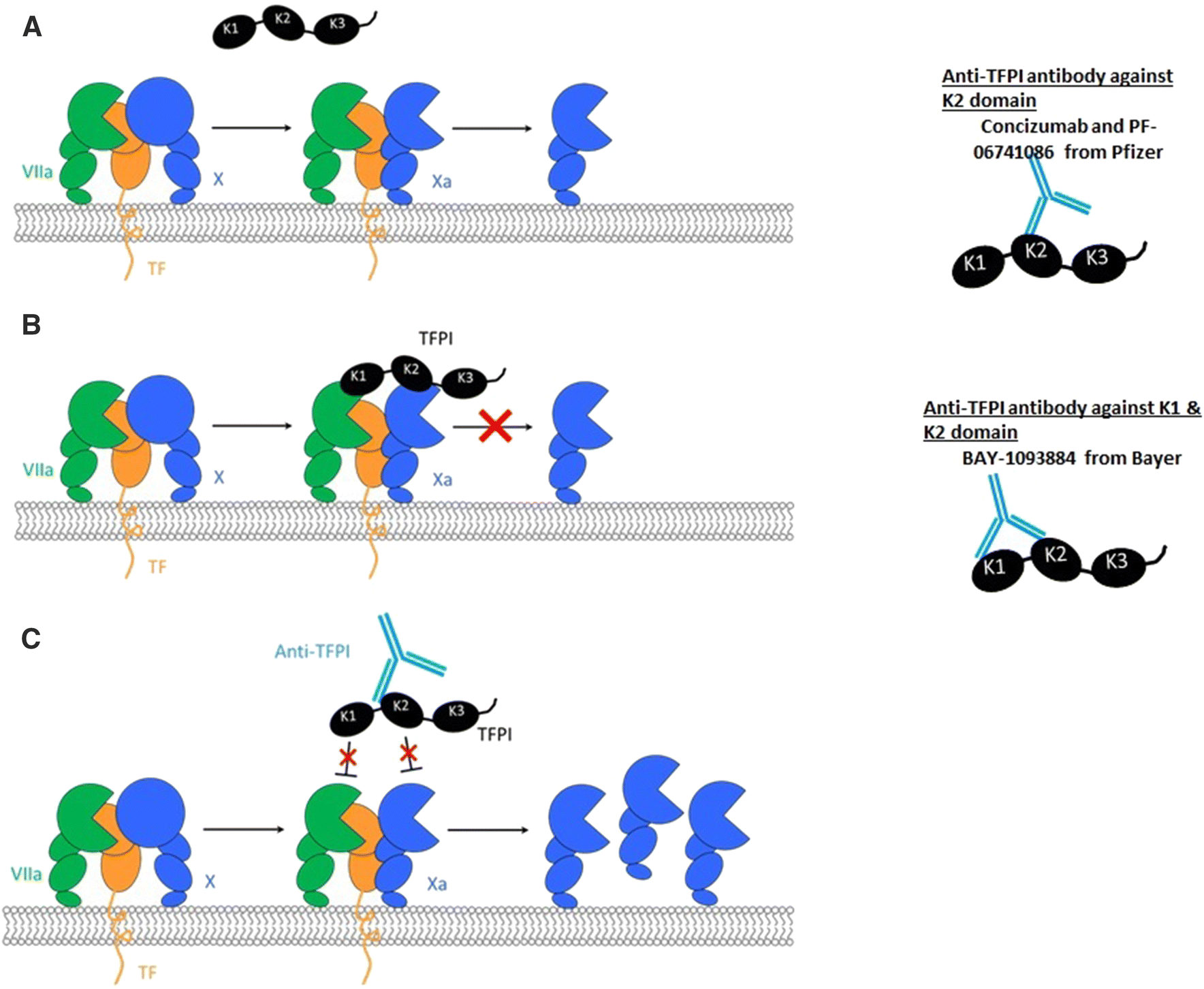 Inhibition Of Tissue Factor Pathway Inhibitor (TFPI) As A Treatment For ...