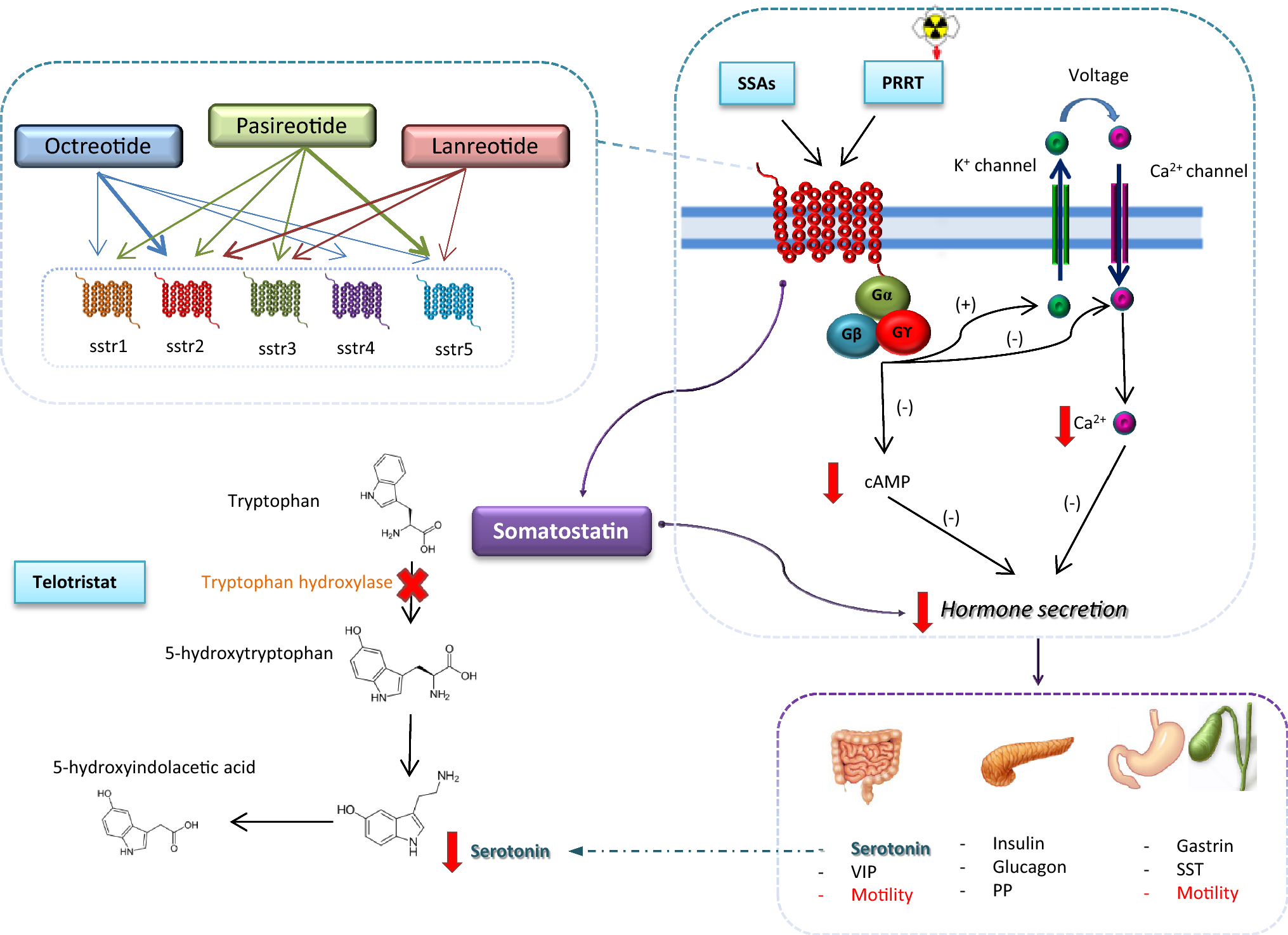 Targeted Systemic Treatment of Neuroendocrine Tumors Current Options