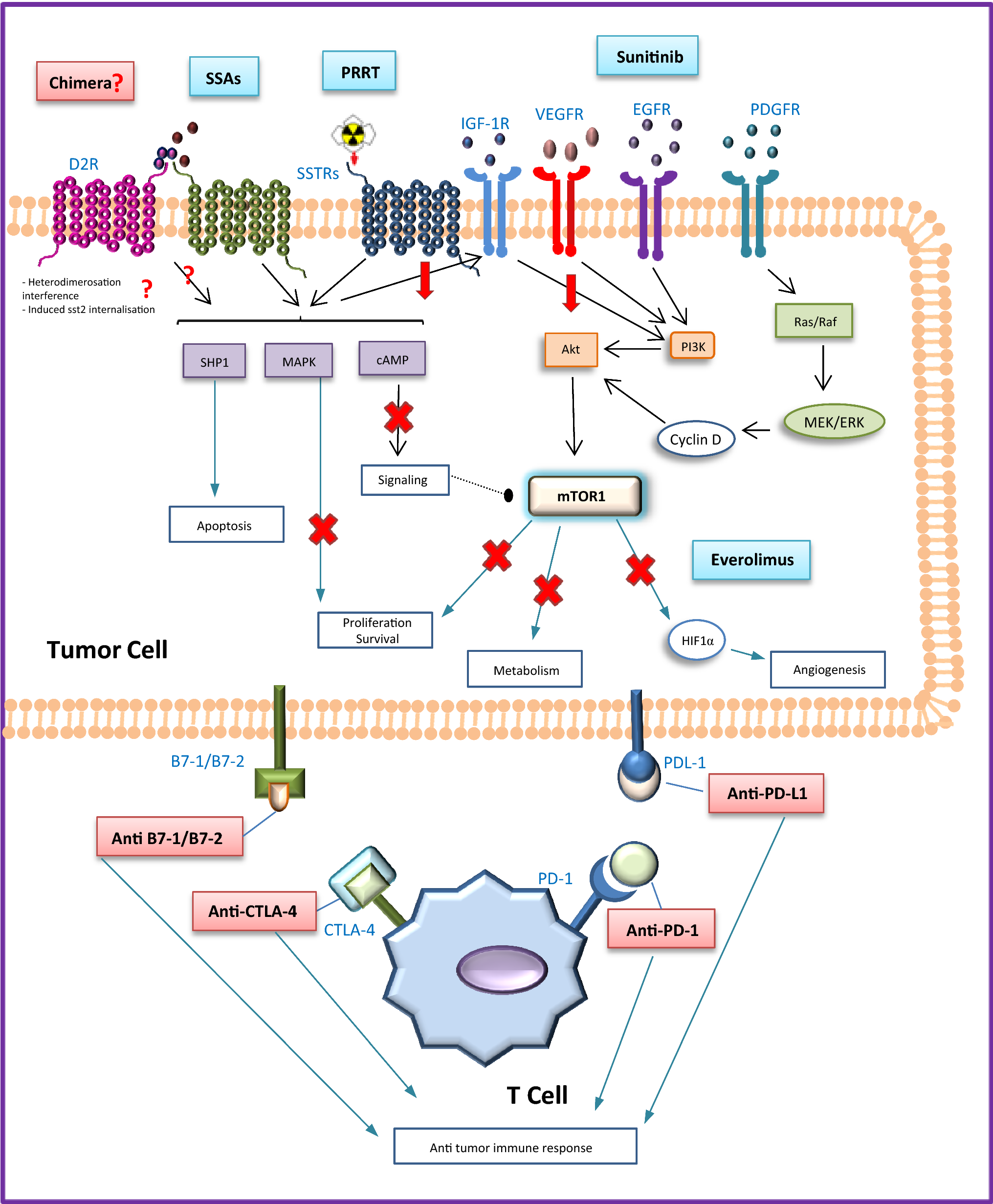 Targeted Systemic Treatment of Neuroendocrine Tumors Current Options