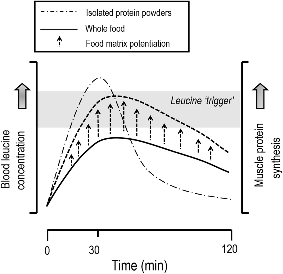 FoodFirst Approach to Enhance the Regulation of Postexercise Skeletal