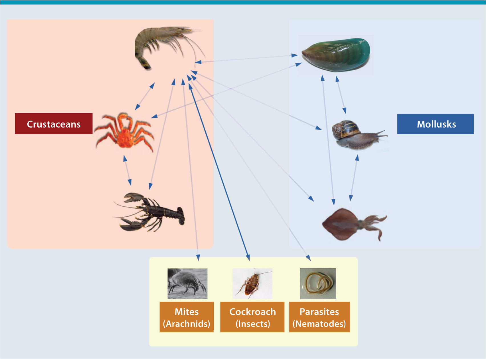 Allergens and molecular diagnostics of shellfish allergy SpringerLink