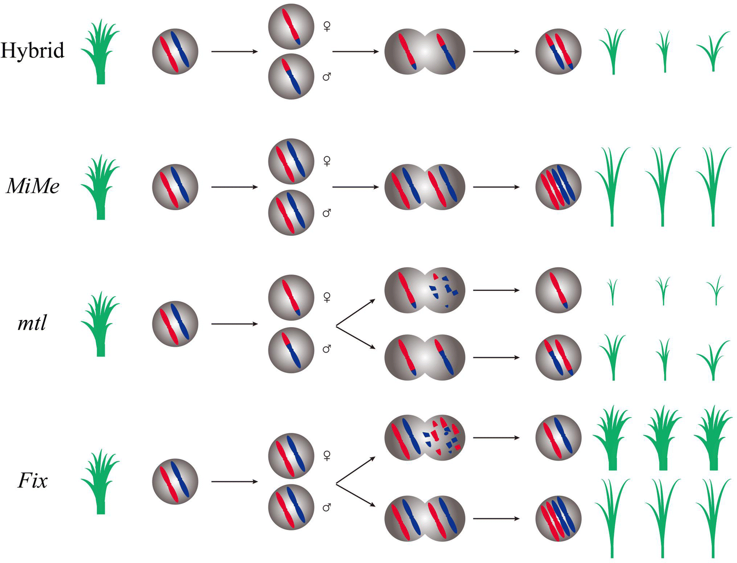 Fixation of hybrid vigor in rice synthetic apomixis generated by