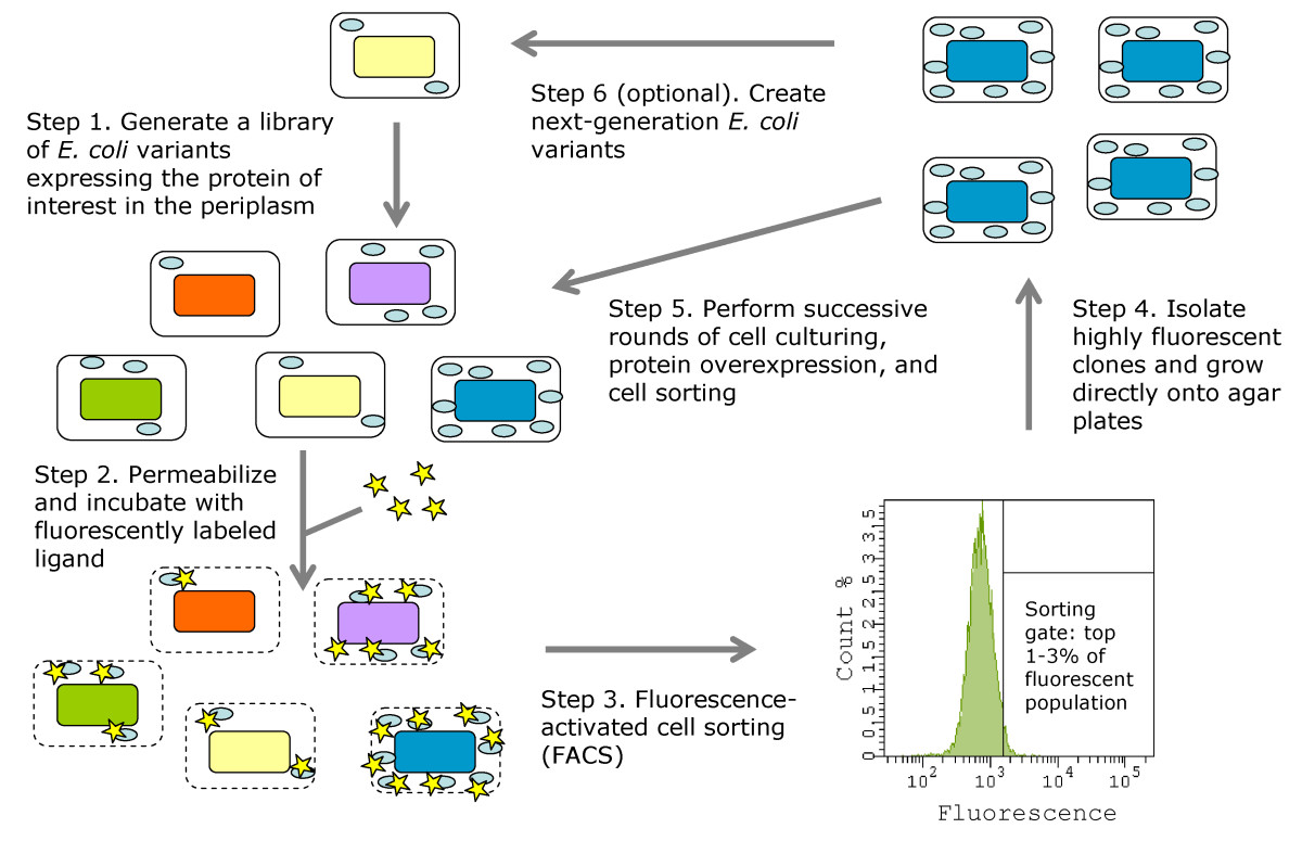 Strain engineering for improved expression of proteins in
